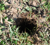hydro-excavation-hole